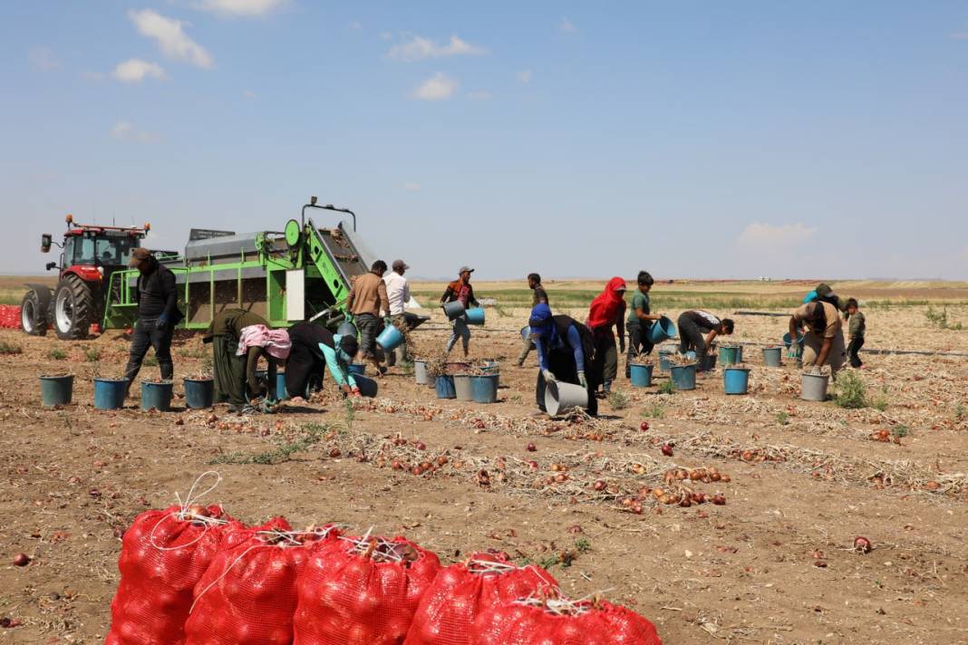 Alaca morunda hasat başladı: Türkiye'nin dört bir yanına ve yurt dışına yollanıyor 4